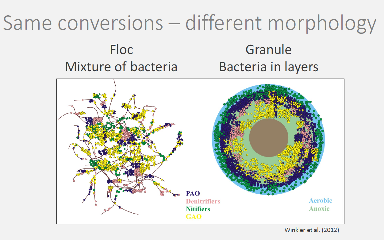 aerobic granular sludge layers